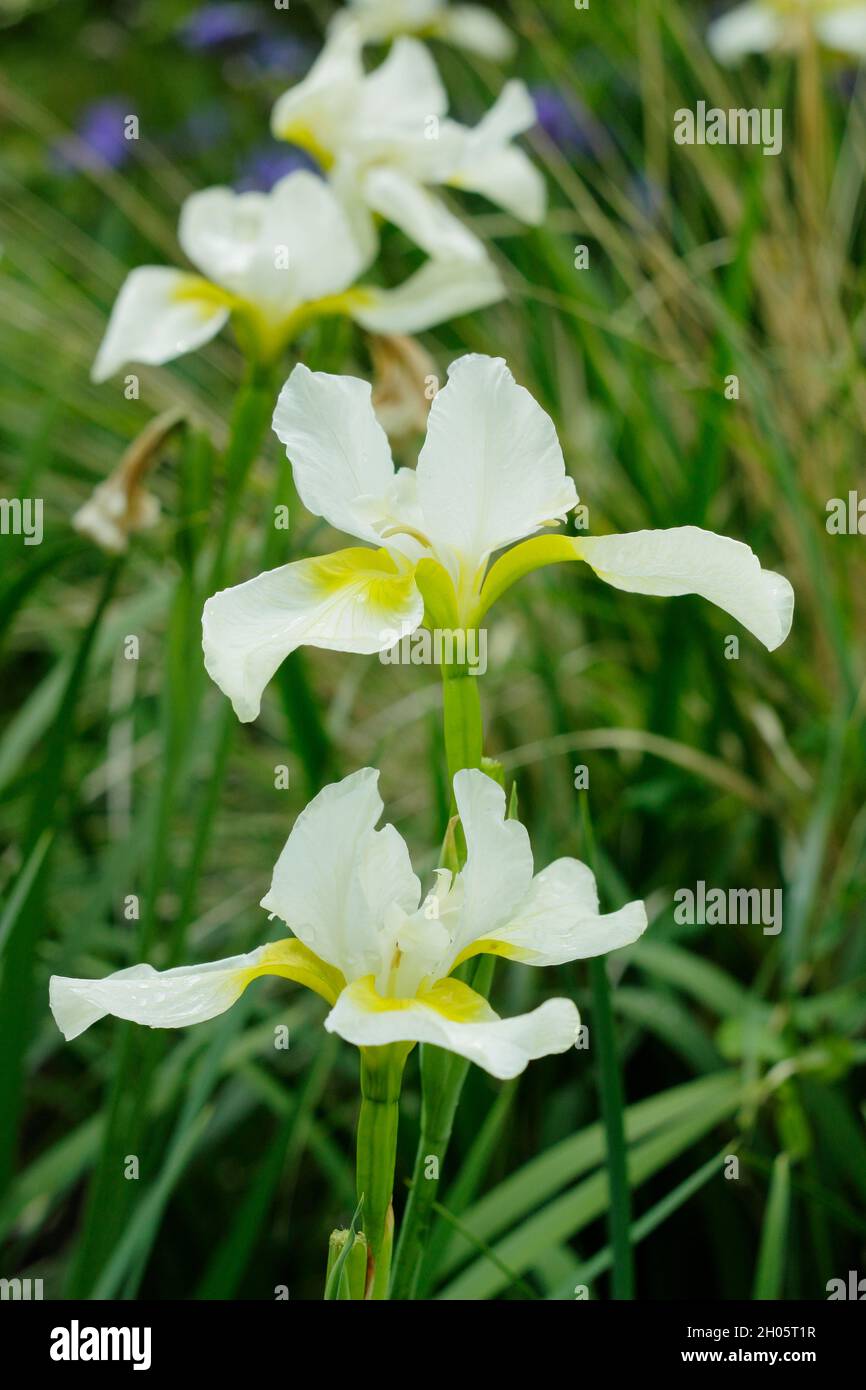 Iris sibirica 'Snow Queen' Sibirische Iris. Mit gelben Kehlen auf weißen Blüten. VEREINIGTES KÖNIGREICH Stockfoto