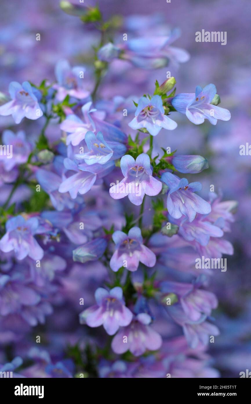 Penstemon. Penstemon heterophyllus 'Heavenly Blue', eine niedrig wachsende Bartzunge mit dichten violett-blauen Blüten. VEREINIGTES KÖNIGREICH Stockfoto