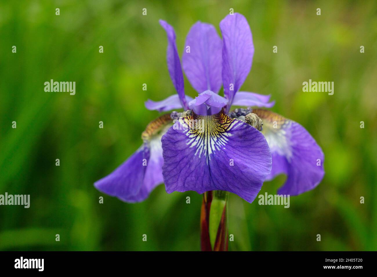 Iris sibirica ‘Blue King’ Sibirische Iris mit charakteristischen dunkelvioletten Blüten mit gelb geäderten Kehlen. VEREINIGTES KÖNIGREICH Stockfoto
