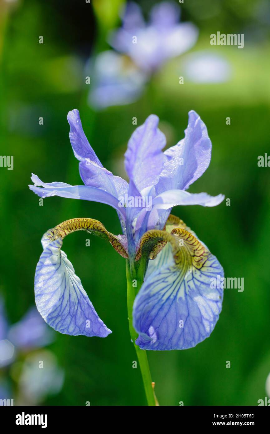 Iris sibirica „Perry's Blue“. Blassviolette Blüten der Sibirischen Iris Perry's Blue in einer Gartenrandung. VEREINIGTES KÖNIGREICH Stockfoto