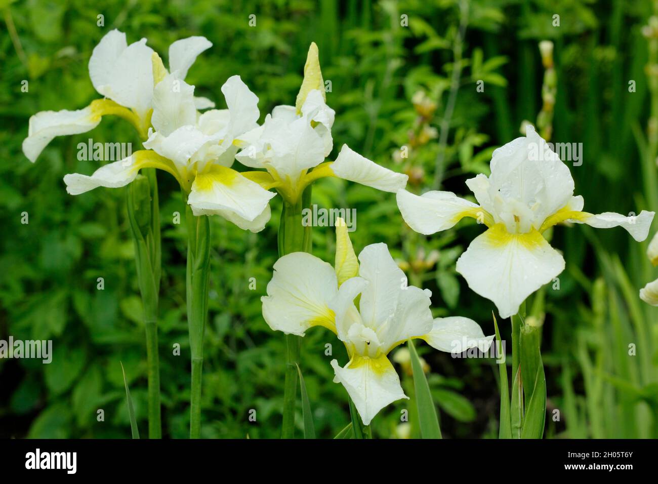 Iris sibirica 'Snow Queen' Sibirische Iris. Mit gelben Kehlen auf weißen Blüten. VEREINIGTES KÖNIGREICH Stockfoto