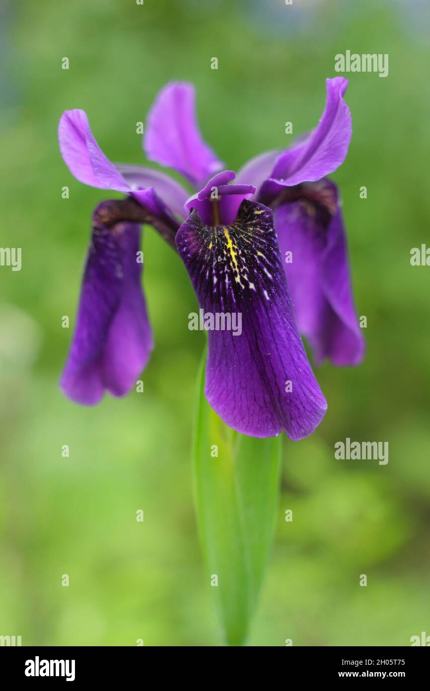 Iris „Caesars Bruder“. Intensive violette Blüten der Iris sibirica 'Caesar's Brother' Sibirische Iris in einem Garten Grenze. VEREINIGTES KÖNIGREICH Stockfoto