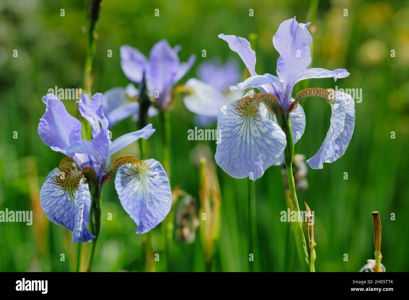 Iris sibirica „Perry's Blue“. Blassviolette Blüten der Sibirischen Iris Perry's Blue in einer Gartenrandung. VEREINIGTES KÖNIGREICH Stockfoto