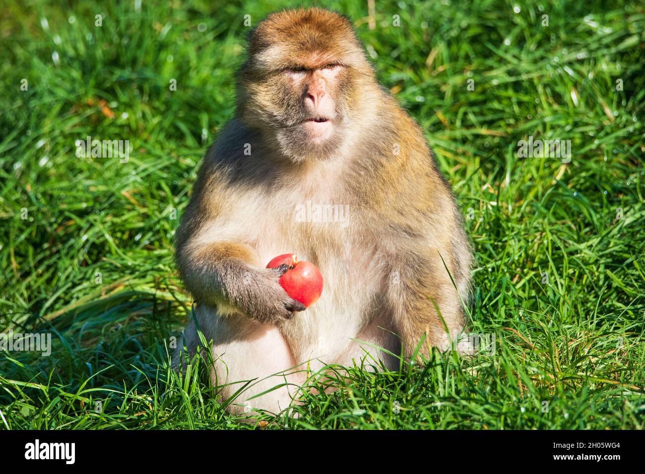 Berberaffen Stockfoto
