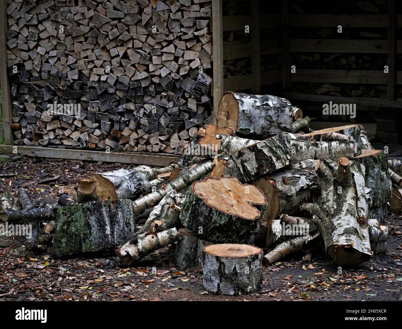 Haufen Birken für Brennholz Stockfoto