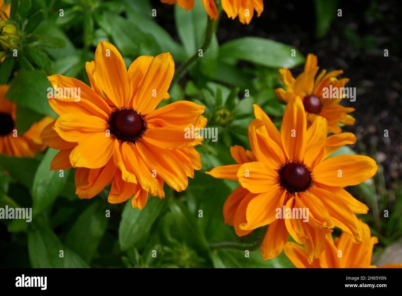 Gelb/Orange Schwarzäugige Susan Coneblumes (Summerina Yellow) 'Rudbeckia' Blumen, die in den Grenzen von RHS Garden Bridgewater, Worsley, Manchester, wachsen. Stockfoto