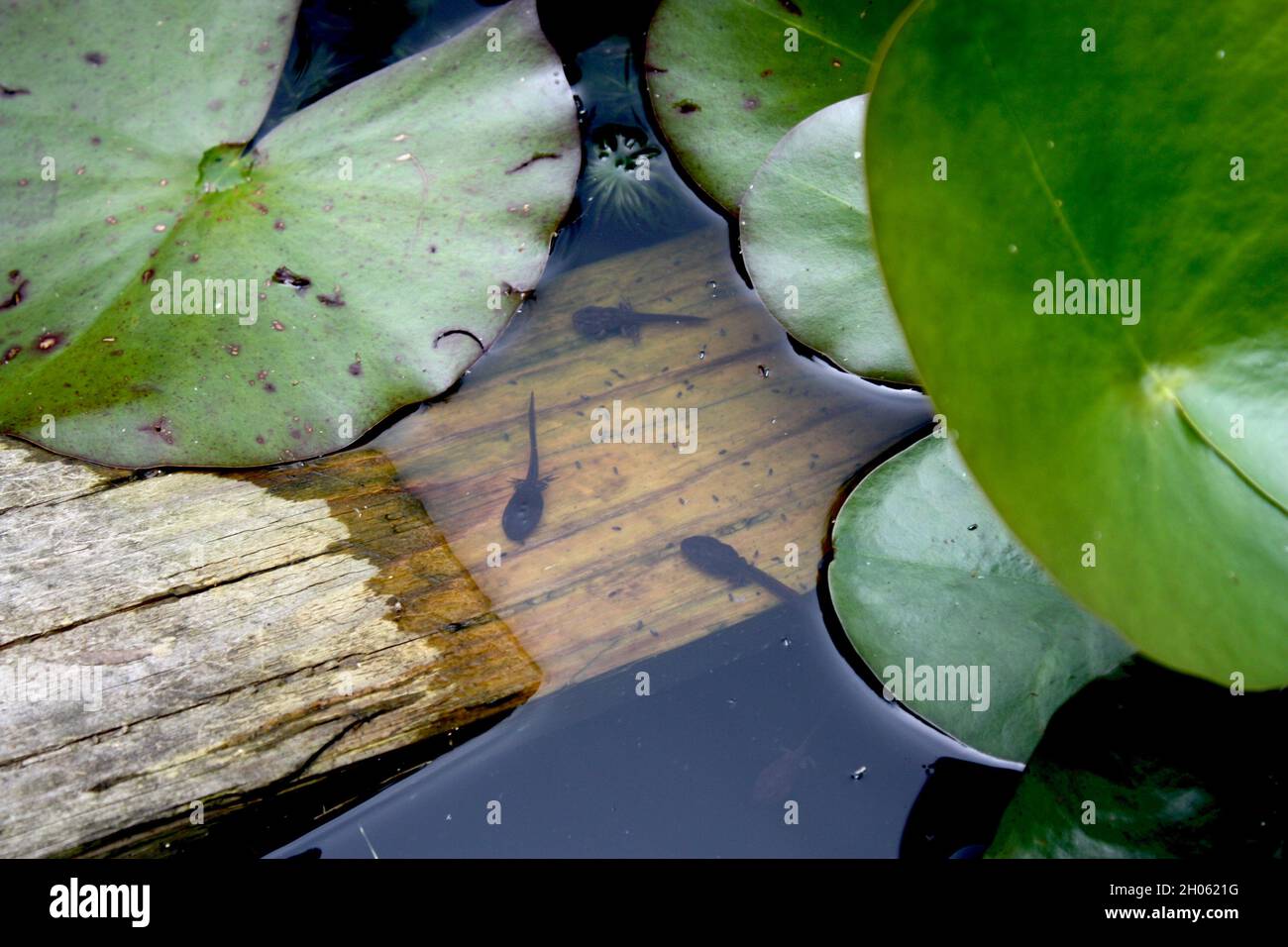Kaulquappen entwickeln sich in einem Teich zu Fröschen. Stockfoto