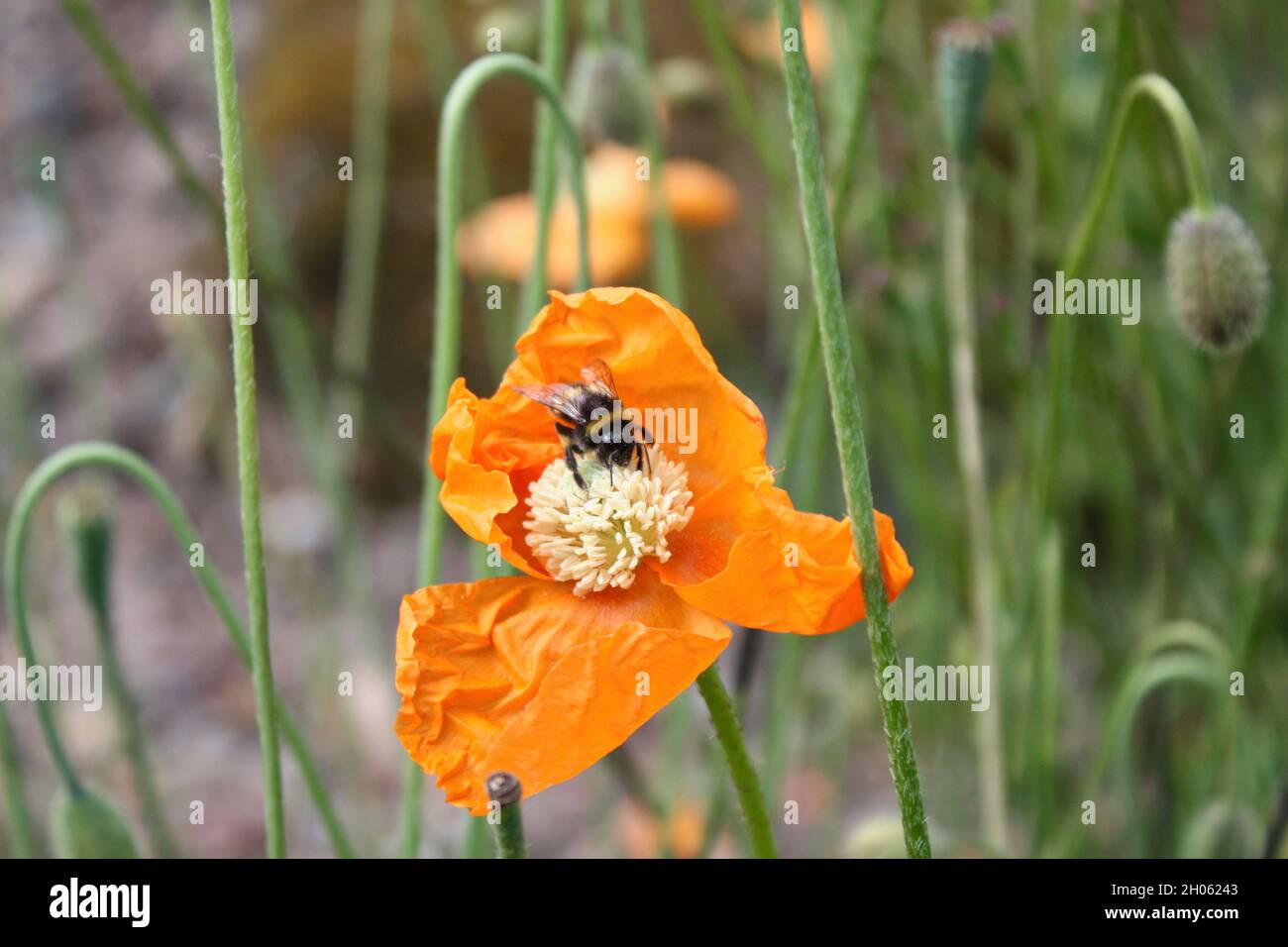 Eine Hummel bestäubt einen Orangenmohn. Stockfoto