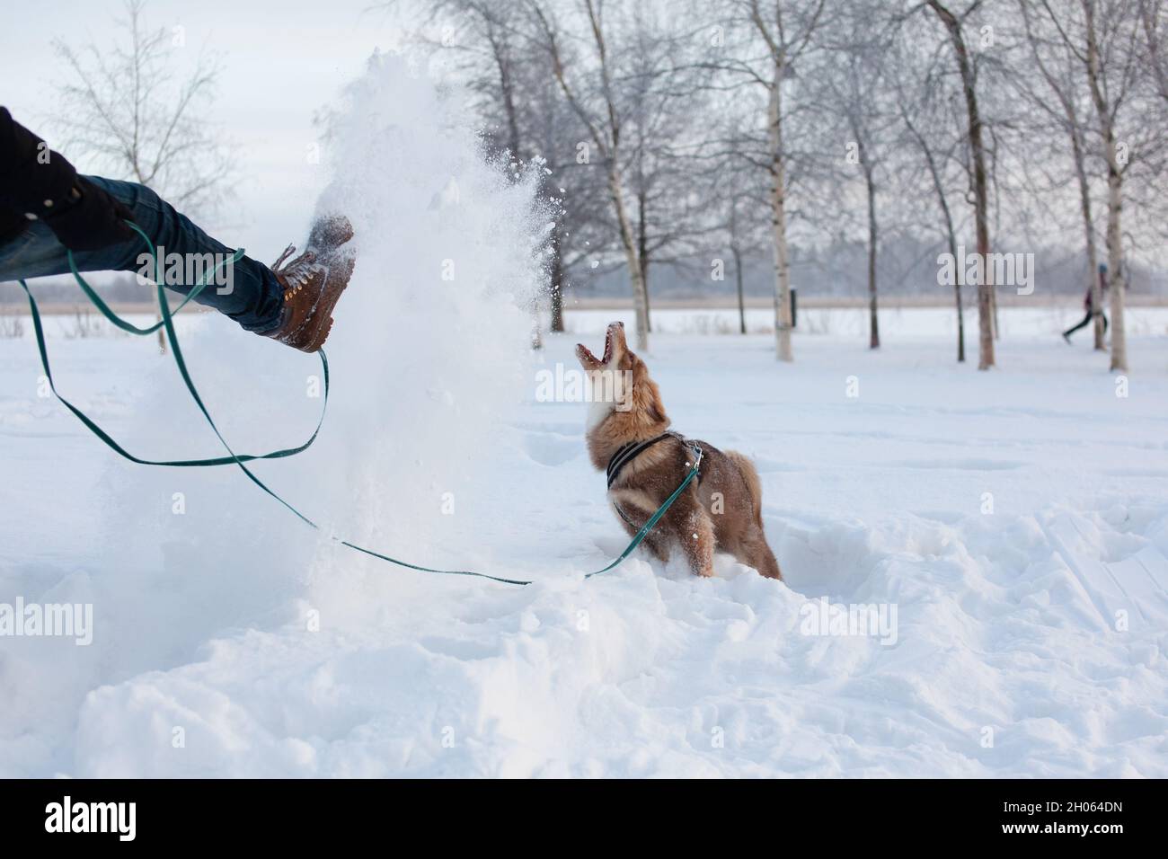 Hund spielt mit Schnee, Spaß haben. Mann tritt Schnee in die Luft. Stockfoto