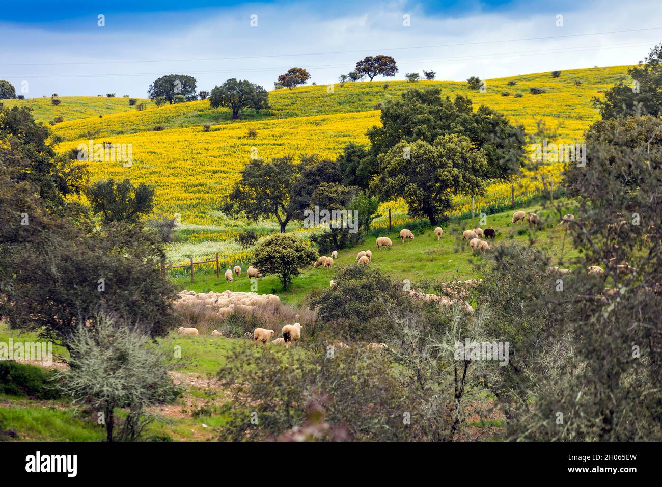 Portugal: Ländliche Landschaft der Region Alentejo Stockfoto