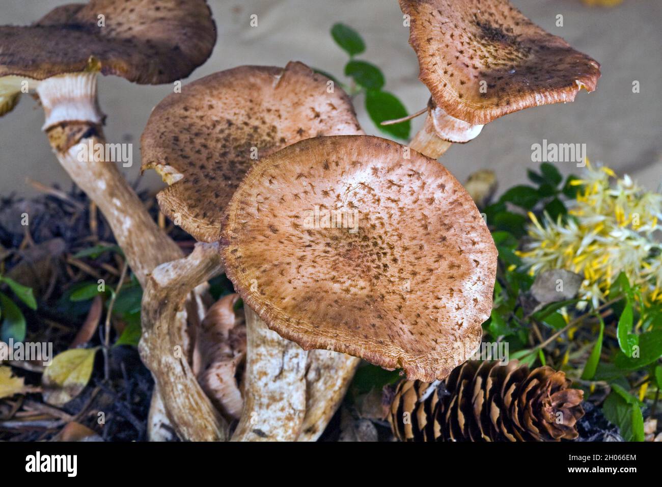 Armillaria solidipes (Armillaria ostoyae) oder Honigpilze, die in einem Wald in den Cascade Mountains im Zentrum von Oregon, in der Nähe des Cultus Lake, wachsen. Stockfoto
