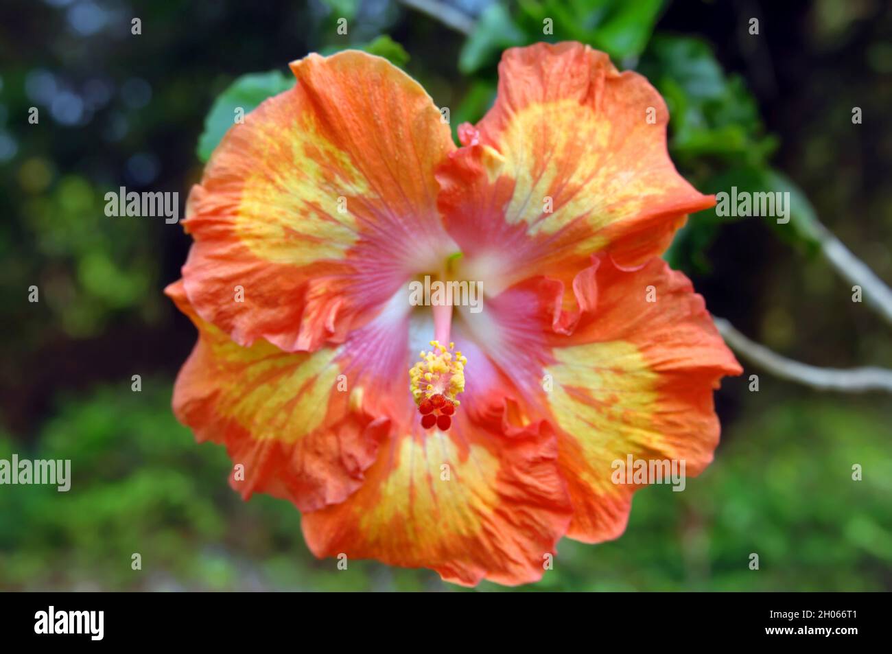 Die faustgroße, orange und gelbe Hibiskusblüte blüht auf der Big Island von Hawaii. Stockfoto