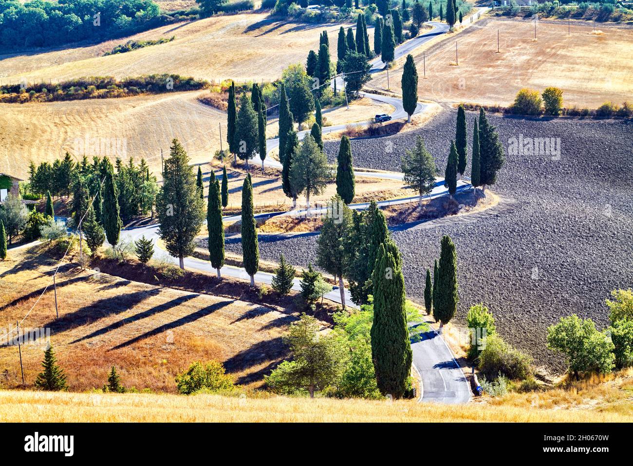 Zypressen S-Road. Monticchiello Val d'Orcia Toskana Italien Stockfoto