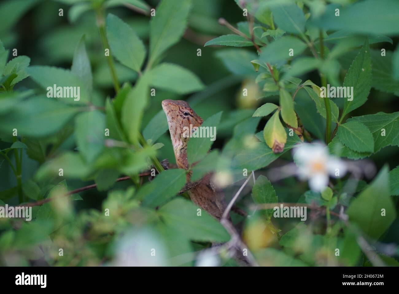 Agamid-Eidechse in den Spalten von grünen, üppigen Blättern. Sie sind bekannt mit vielen Namen wie Leguan-Eidechse, Chamäleon, Garten-Eidechse und Blätter Eidechse Stockfoto