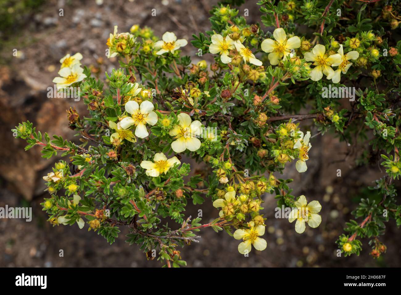 Potentilla glabra var. mandshurica Blüten und Knospen, Strauchpflanze in der Familie: Rosaceae (Familie der Rosen), Region: China, Korea. Stockfoto