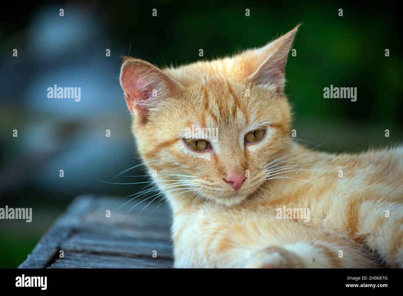 Diese hübsche orange gestromte Katze scheint keine Sorgen zu haben, da sie zufrieden in ihrem Zuhause in Missouri ruht. Bokeh-Effekt. Stockfoto