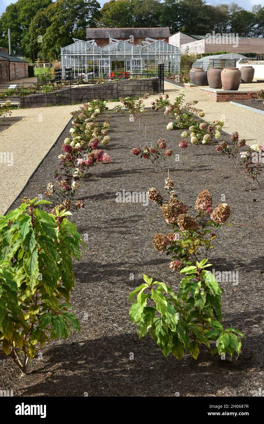 Herbstblumen, RHS Bridgewater, Salford, Manchester Stockfoto