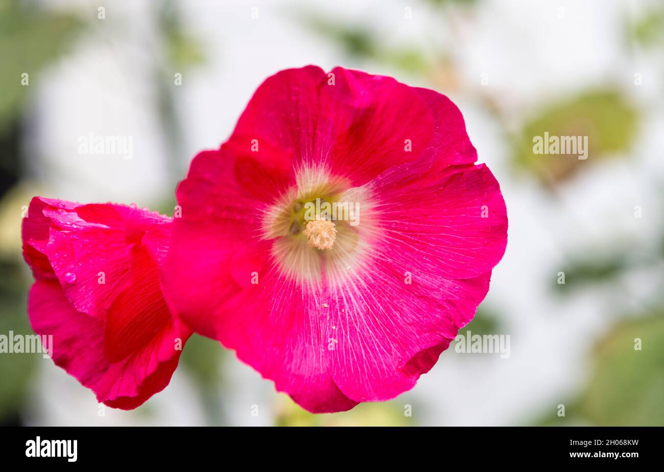 Das Foto zeigt eine wunderschöne rote Hibiskusblüte bei Tageslicht Stockfoto