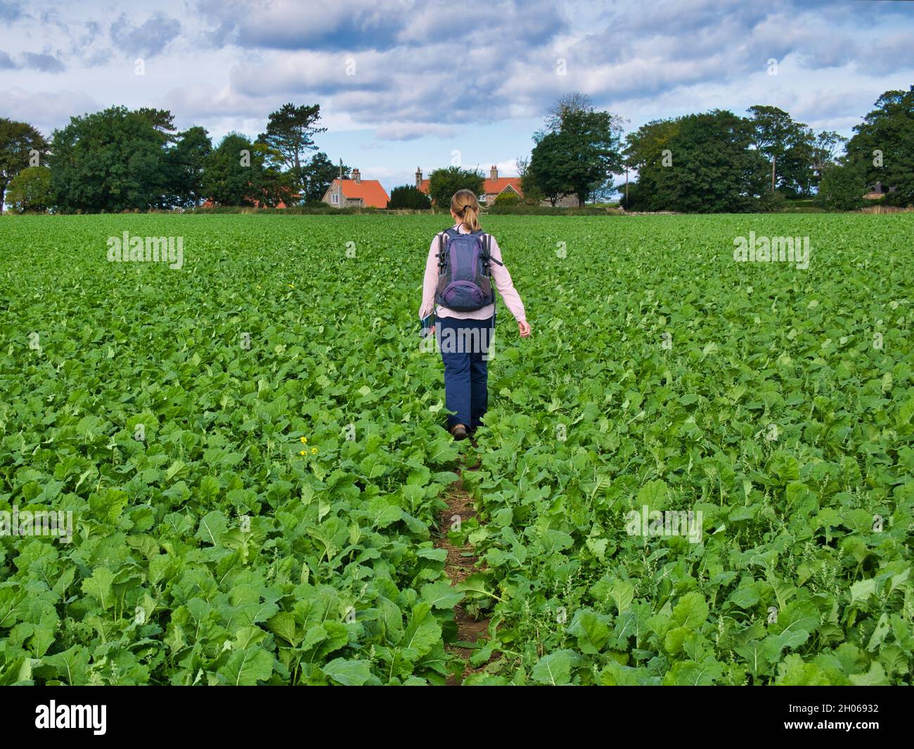Eine einzelne Wandererin durchquert ein landwirtschaftliches Feld mit einer wachsenden Ernte. Der Weg ist als öffentliches Wegrecht für Wanderer bezeichnet. Stockfoto