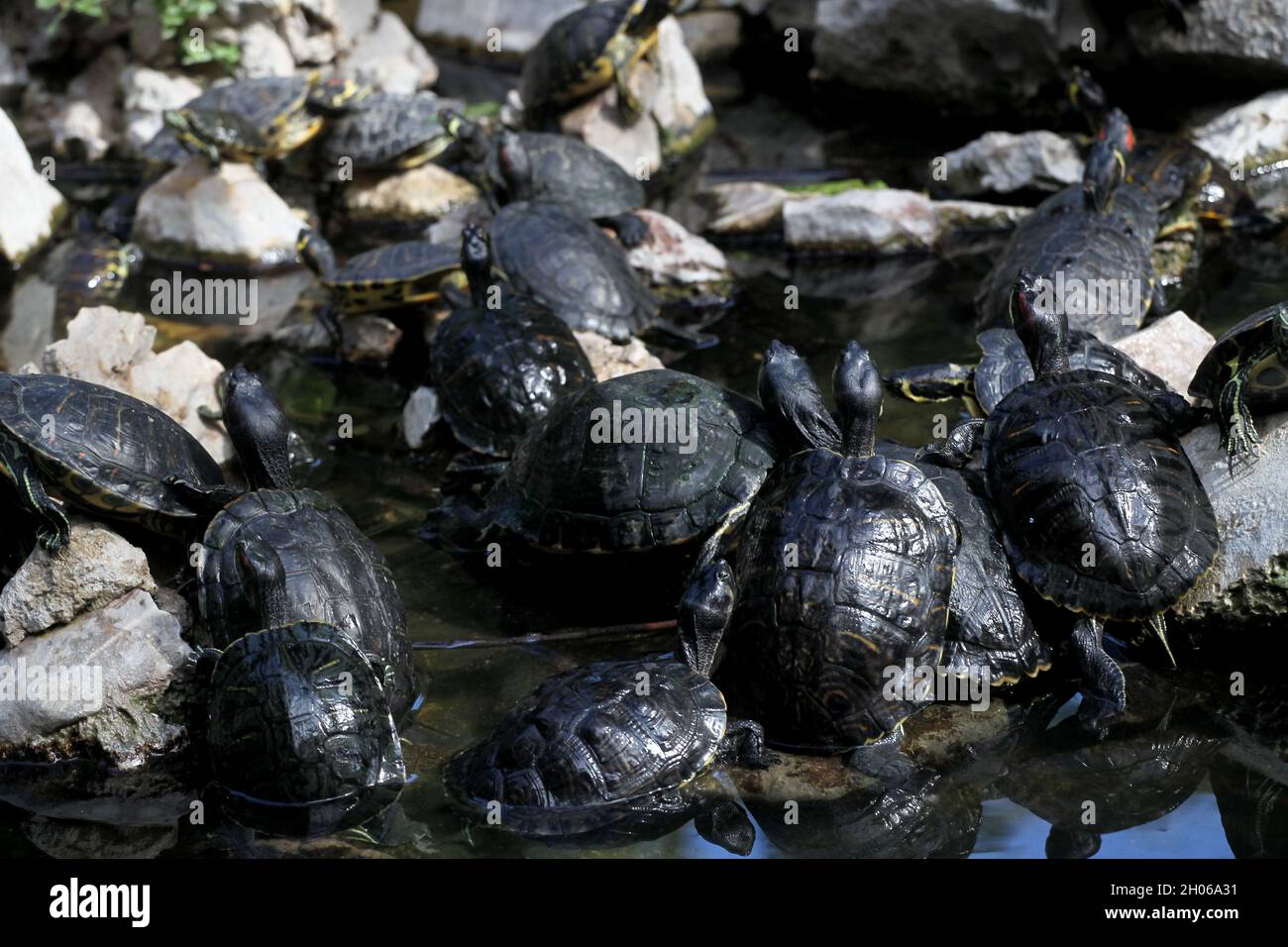 Teichschildkröten genießen die Sonne im Nationalgarten von Athen. Die Balkan-Wasserschildkröte oder westliche Kaspische Wasserschildkröte (Mauremys rivulata) ist eine Art von Terra Stockfoto