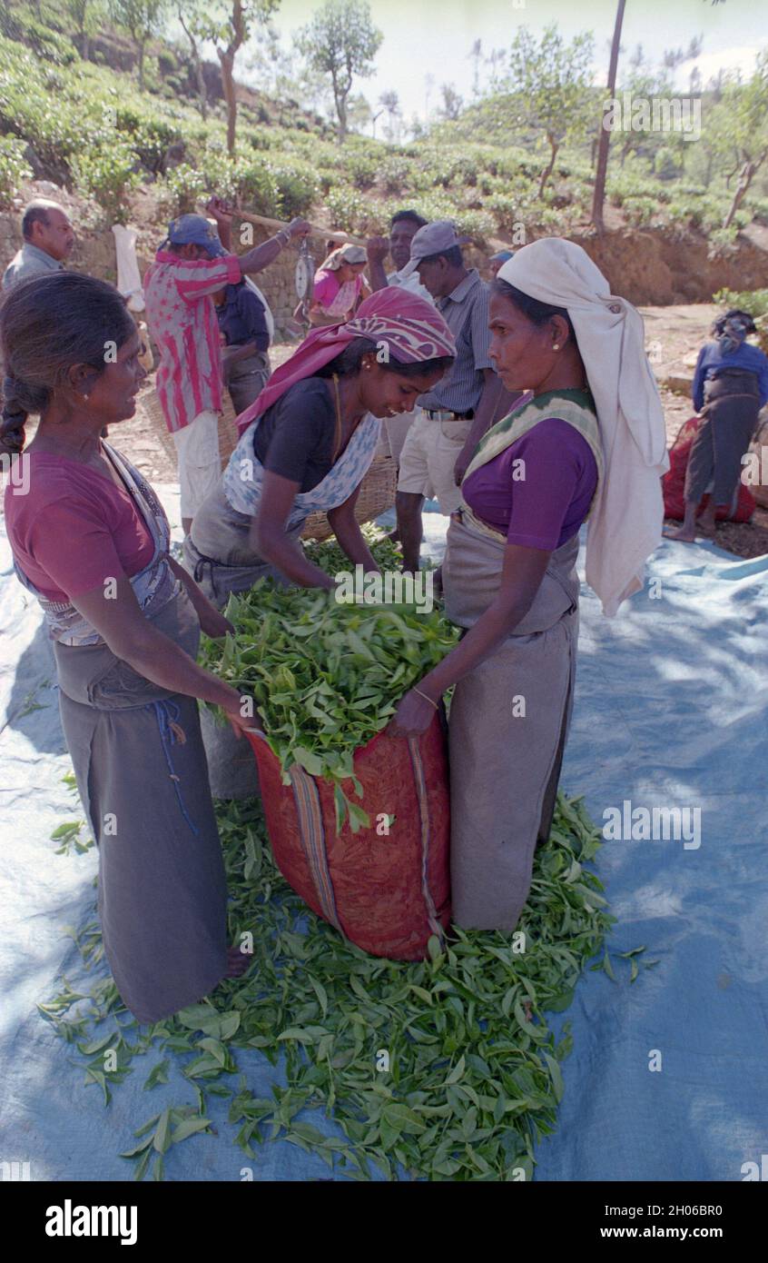 SRI LANKA: Teepickerinnen treffen sich mit Sammelteams, die die Blätter unter schattigen Bäumen in der Nähe des BOGAWANTALAWA Tea Estate wiegen, das häufig von gesehen wird Stockfoto