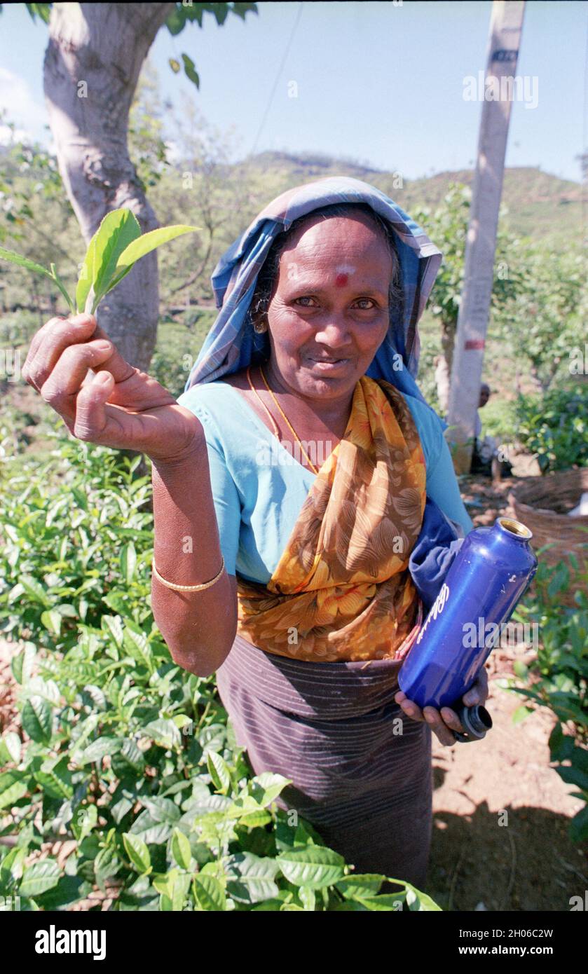 SRI LANKA: Teepickerinnen treffen sich mit Sammelmannschaften, die die Blätter in der Nähe des BOGAWANTALAWA Tea Estate wiegen, das häufig von vorbeiziehenden Touristen gesehen wird Stockfoto