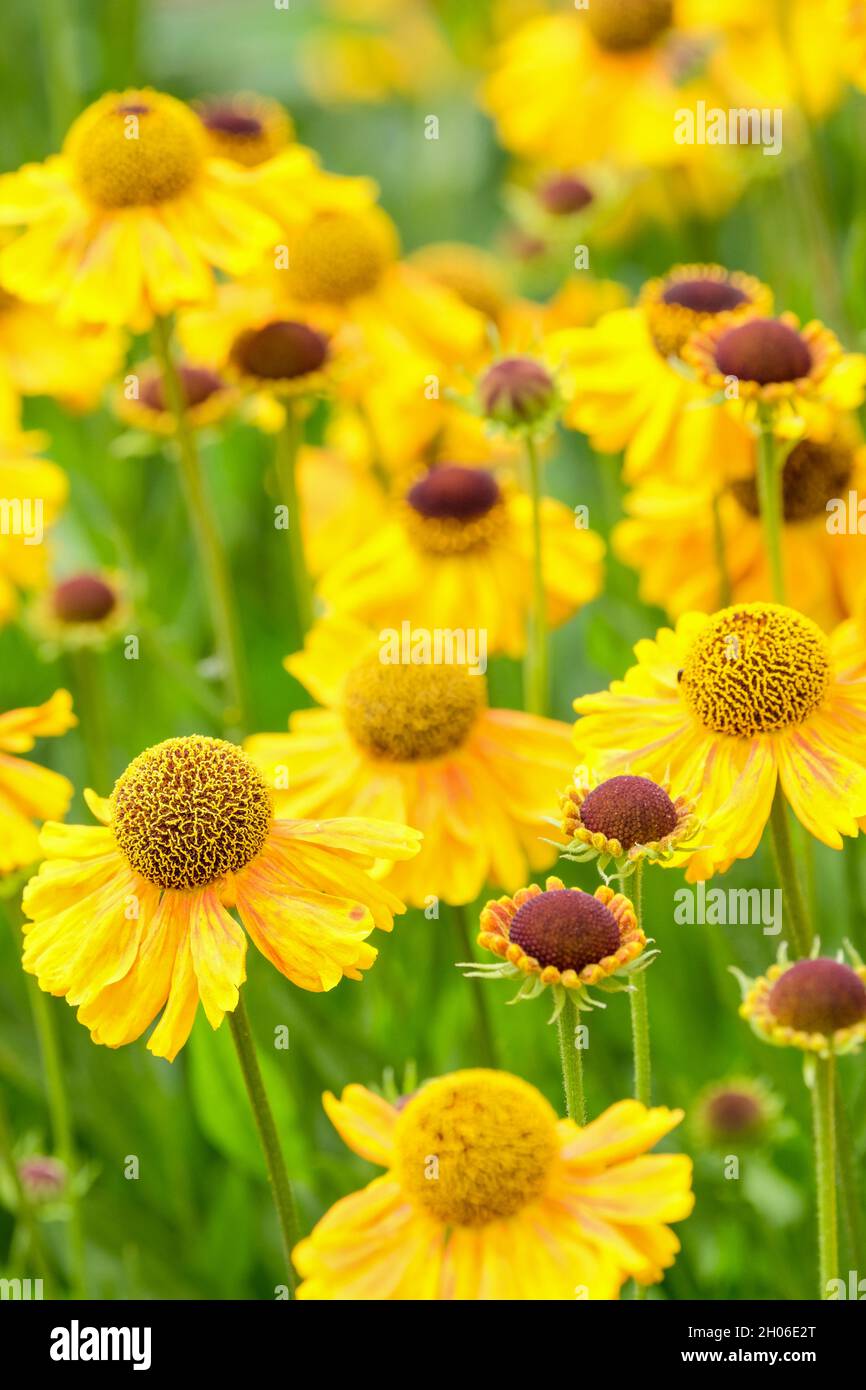 Nahaufnahme der gelb blühenden Helenium Herbstale Wyndley. Sneezeeed Wyndley. Sneezewort Wyndley Stockfoto
