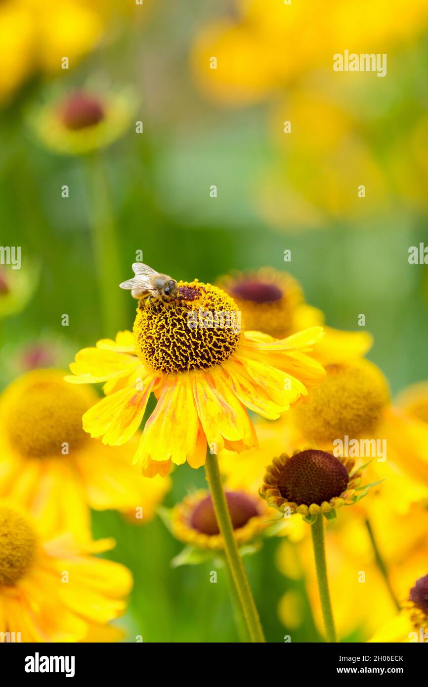 Nahaufnahme einer europäischen Honigbiene, die sich an der gelb blühenden Helenium Autumnale Wyndley ernährt. Sneezeeed Wyndley. Sneezewort Wyndley Stockfoto