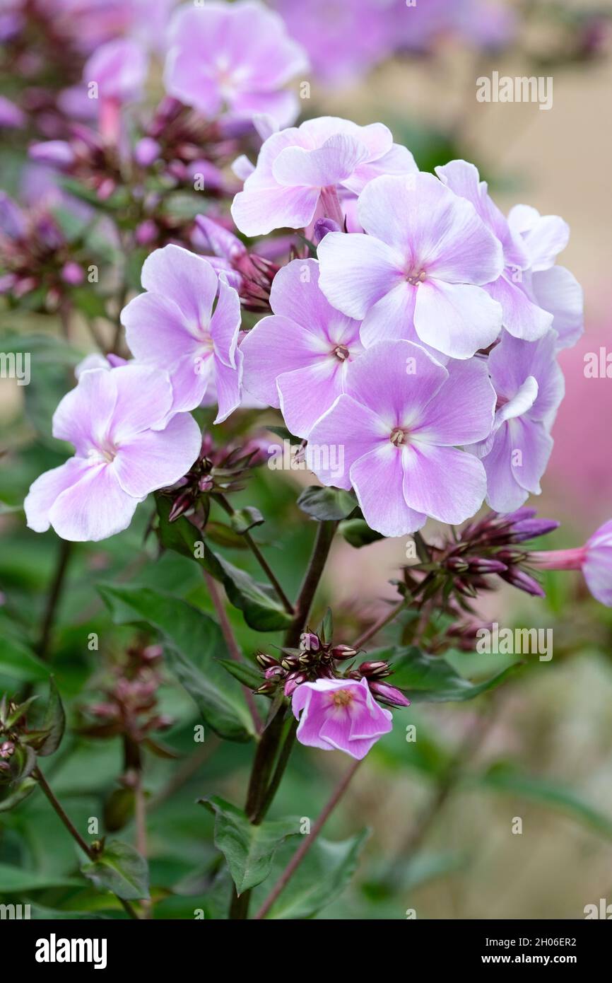 Phlox paniculata 'Franz Schubert' mehrjährige Phlox 'Franz Schubert'. Weiche, lila gefärbte rosa Blüten im Hochsommer Stockfoto