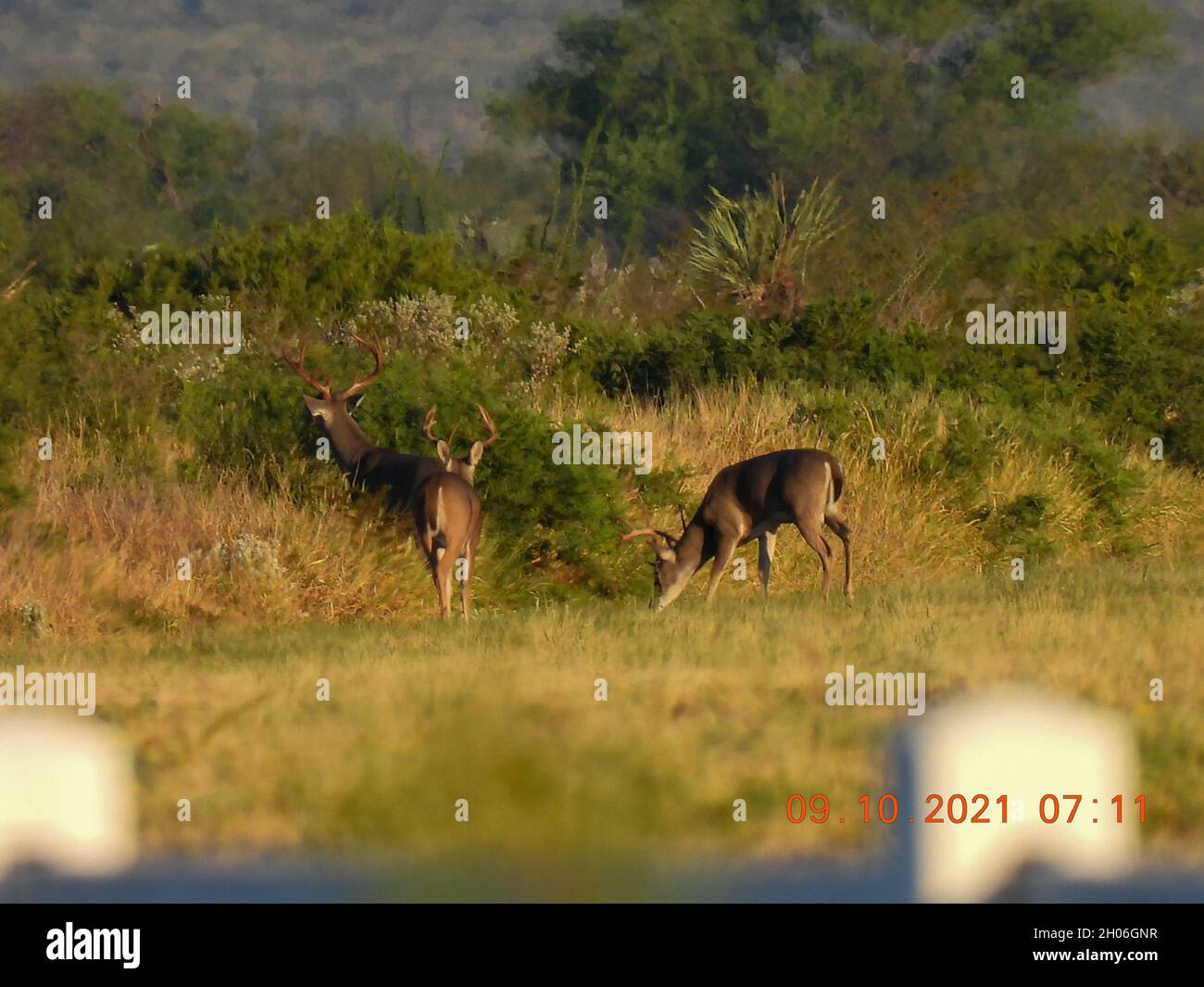 Wildfütterung in Mexiko Stockfoto