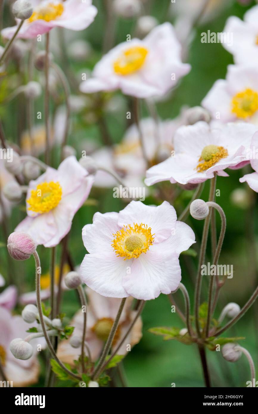 Anemone hupehensis, chinesische Anemone, japanische Windblume, Anemone japonica, Anemone scabiosa. Blumen mit einem unscharf Hintergrund Stockfoto
