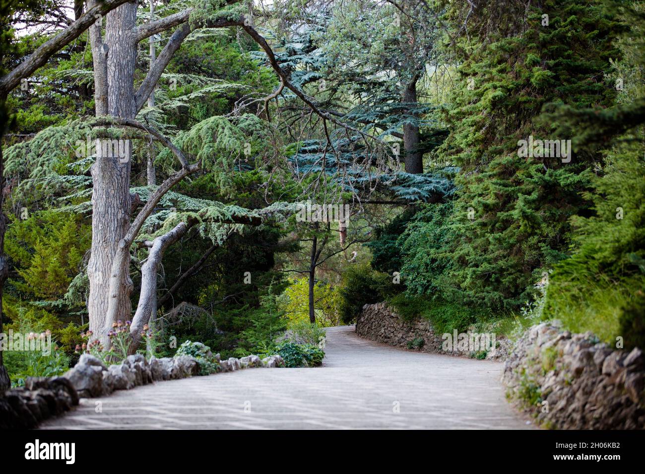 Eine Straße tief in den Wald. Happy End wartet auf uns am Ende eines jeden Weges. Stockfoto