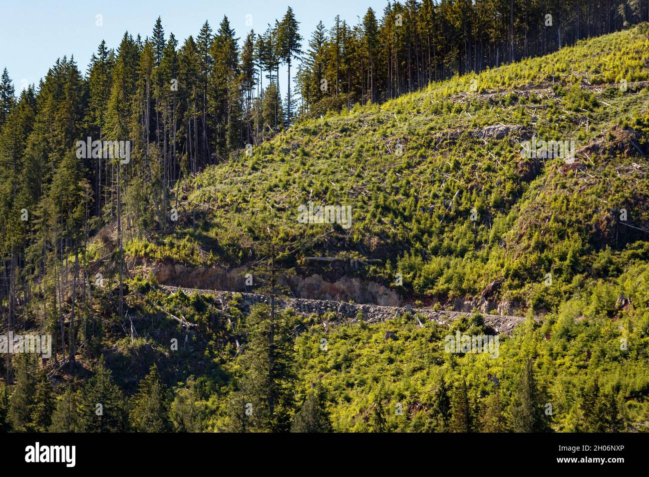 Eine Forststraße führt über einen steilen Hang, der bereits klar abgetrennt wurde und nun nach der Neubepflanzung an der Küste von British Columbia grüner wird. Stockfoto