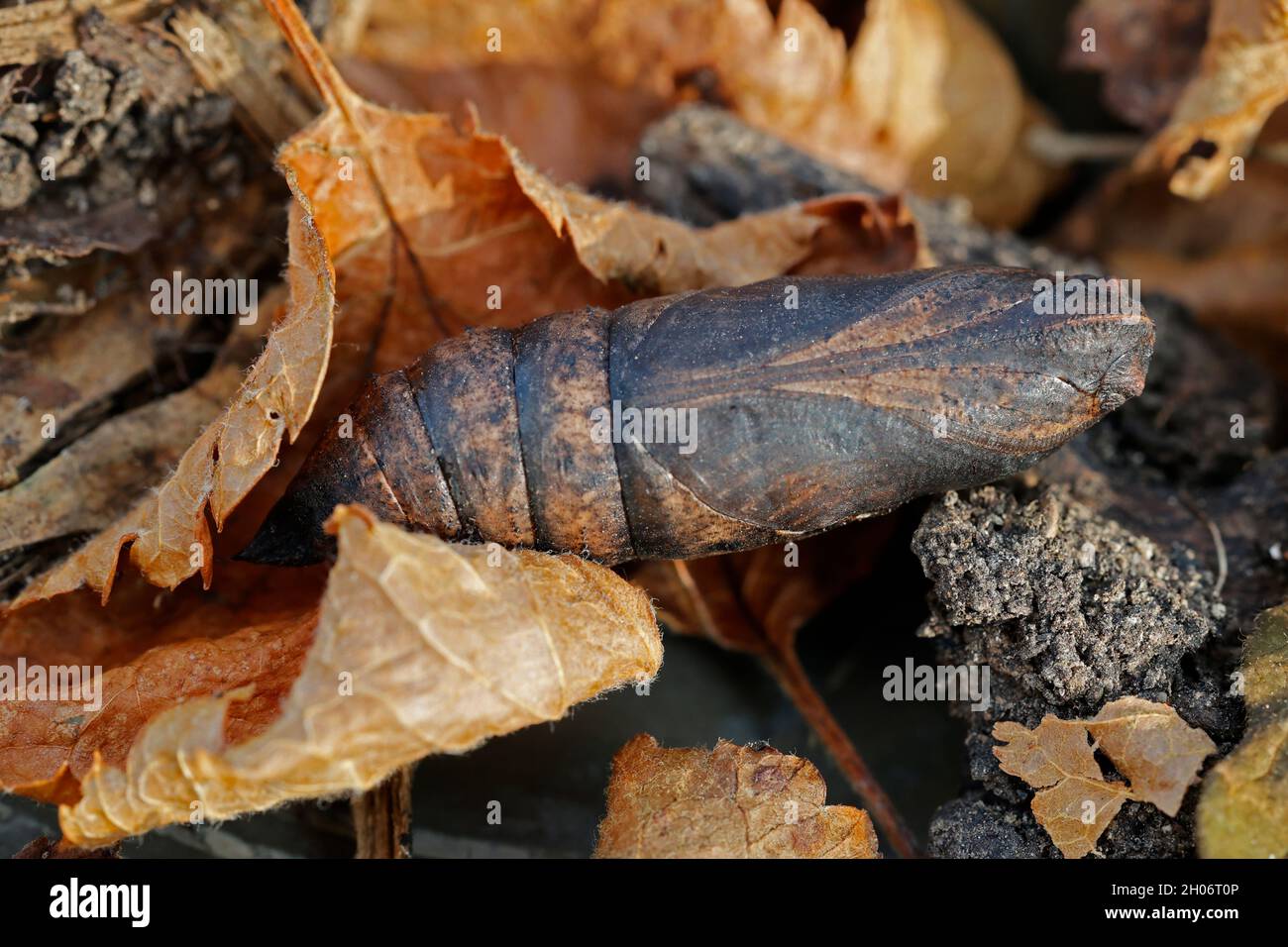 Puppe oder Chrysalis des Elefantenfalkenmotten Deilephila elpenor überwintern in toten Blättern Cotswold UK Stockfoto