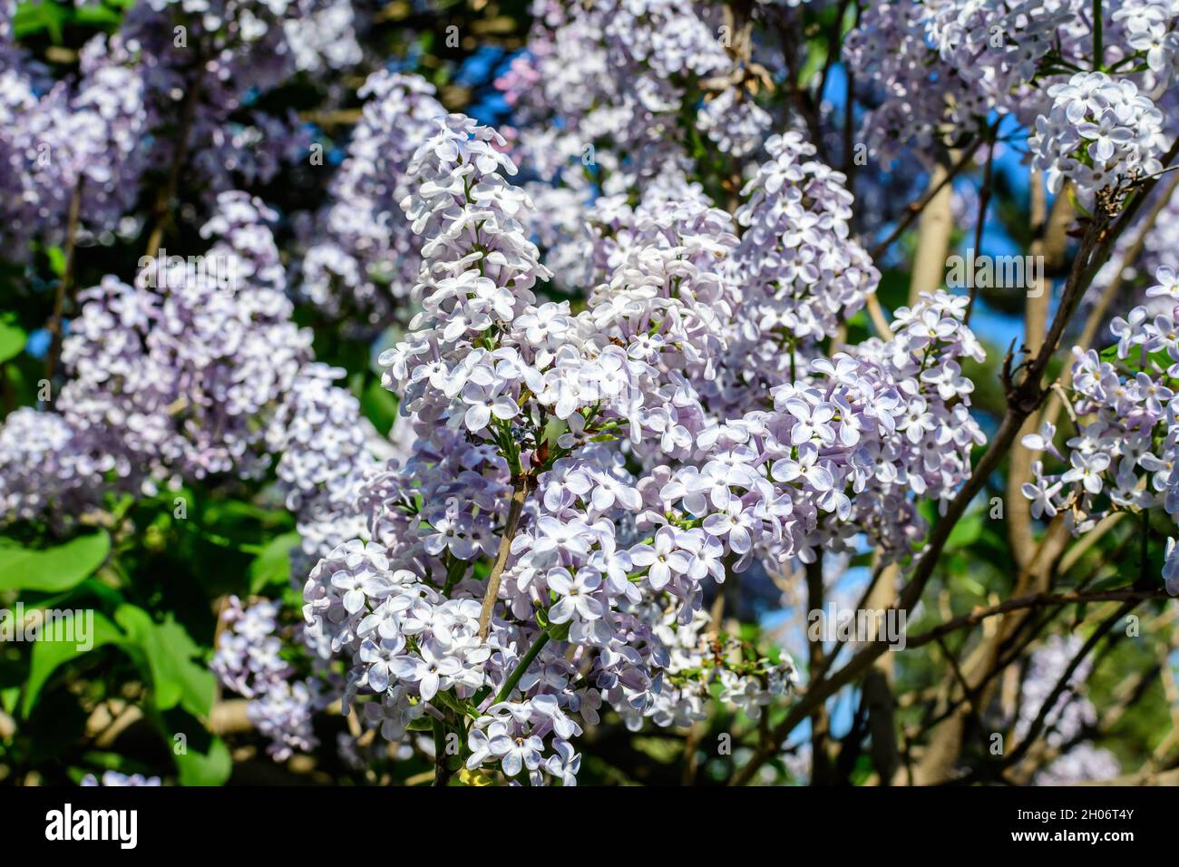 Gruppe von frischen zarten kleinen violetten Blüten der Syringa vulgaris (Flieder oder gewöhnlicher Flieder) in Richtung klaren blauen Himmel in einem Garten an einem sonnigen Frühlingstag, Flo Stockfoto