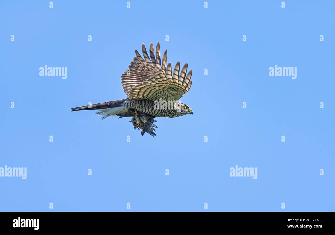 Eurasischer Sperber, Accipiter nisus, im Flug mit gefangener Beute, mit einem singvögel in Talonen, Rheinland, Deutschland Stockfoto