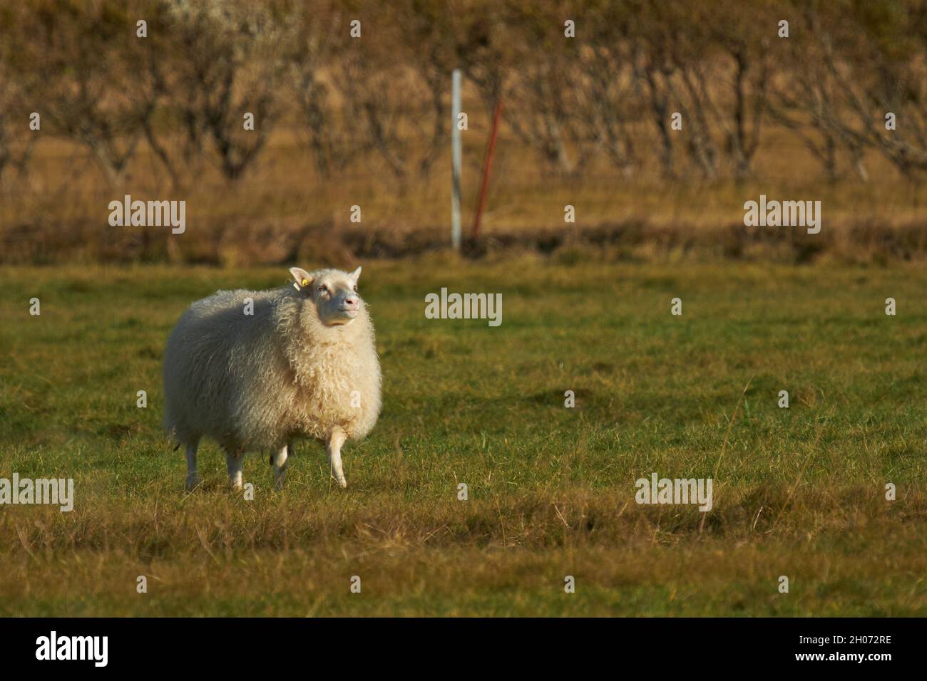 Ein stolzes isländisches Schaf bei einem Spaziergang auf einer Wiese Stockfoto