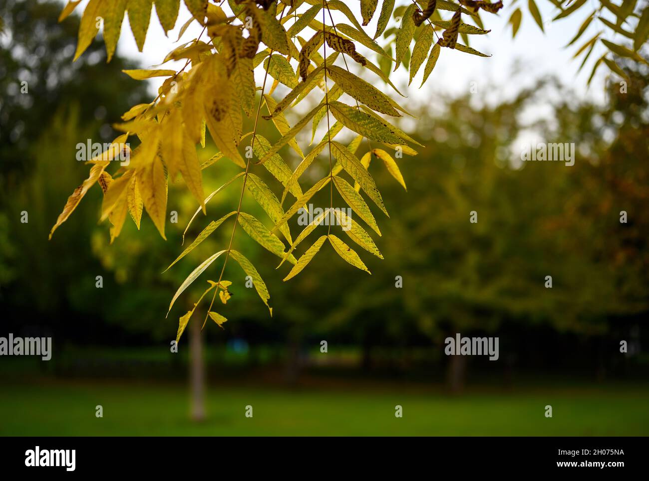 Das Detail der Blätter auf dem Baum im Park. Andere Bäume dahinter. Fokus auf Vordergrundblätter mit geringer Schärfentiefe. Die Blätter ändern ihre Farbe. Stockfoto