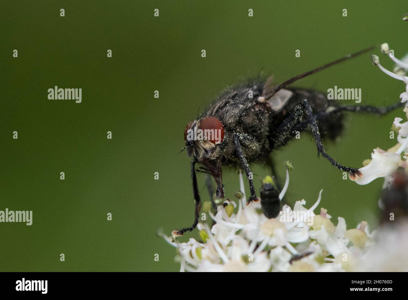 Makroaufnahme der Fliege auf der Blüte Stockfoto