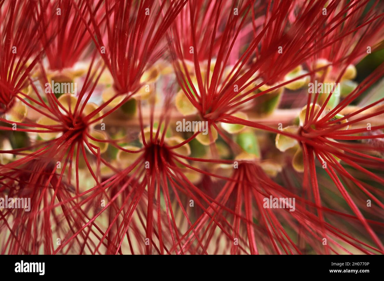 Callistemon oder Kalistem, Blume des Strauchs der Myrtaceae-Familie, aufgrund seiner Form auch als Röhrenreiniger, Flaschenreiniger oder Pinsel bezeichnet Stockfoto