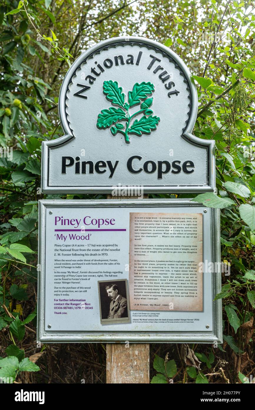 Melden Sie sich bei National Trust Piney Copse an, einem kleinen Holz, das früher dem Schriftsteller E.M. gehörte Forster in Surrey, England, Großbritannien Stockfoto