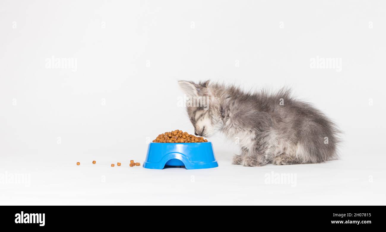 Ein kleines graues Kätzchen frisst auf weißem Grund leckeres Futter für Katzen. Waren für Haustiere kopieren Platz für Text Stockfoto