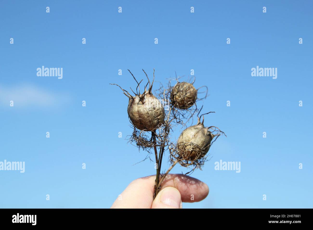 Samenkapsel von Nigella damascena im Herbst. Unfugigkeit. Stockfoto