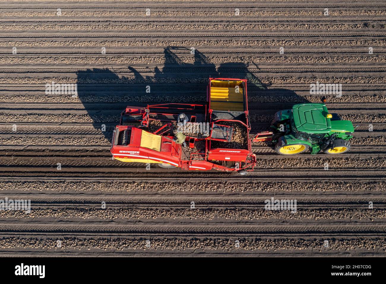 Kartoffelernte, sogenannte Split-Harvesting-Methode, zuerst werden die Knollen mit einer Reihenlegmaschine aus dem Boden genommen, dann nach kurzer Trocknung Stockfoto