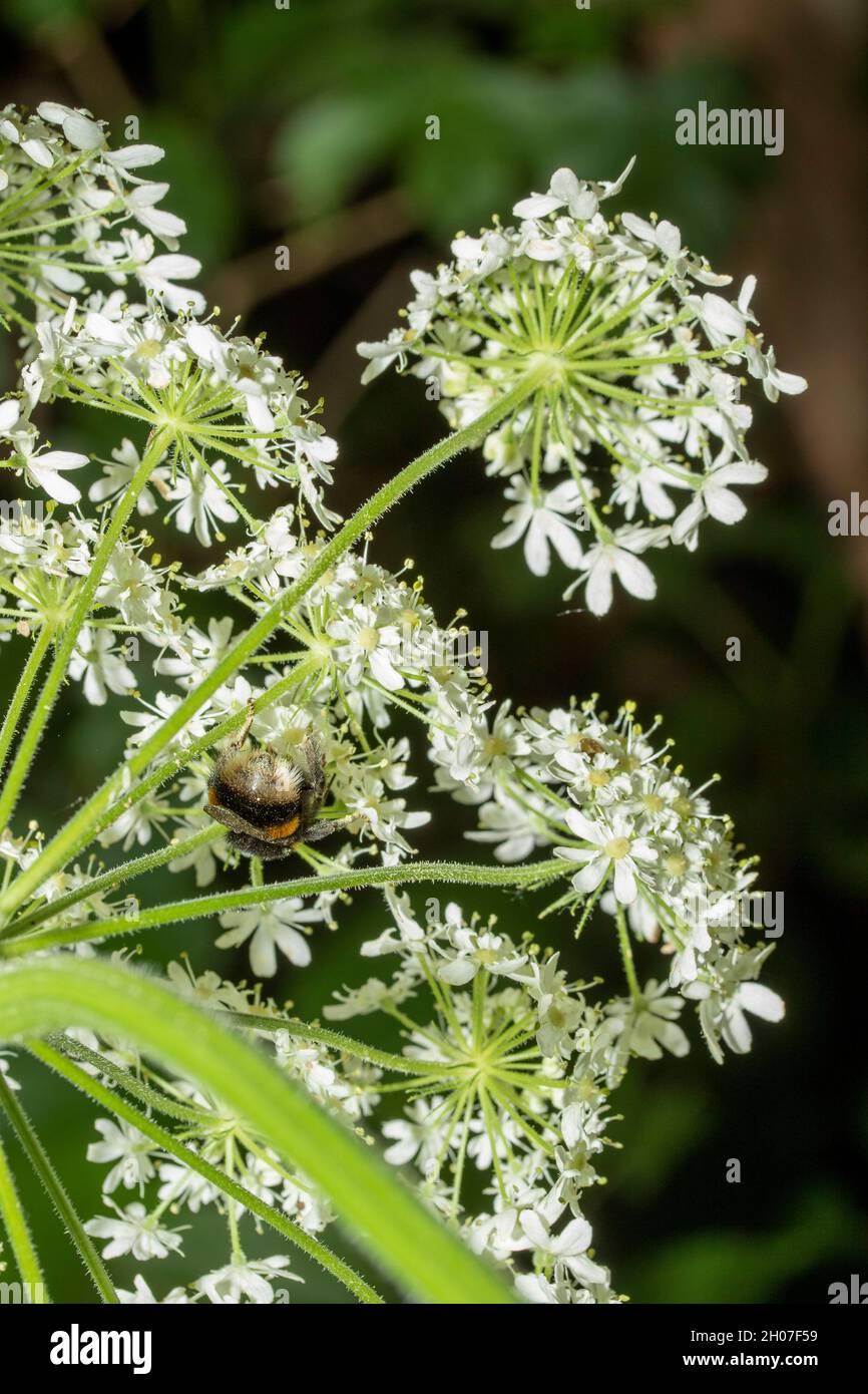 Heckenblume Hogweed blüht in Nahaufnahme Stockfoto