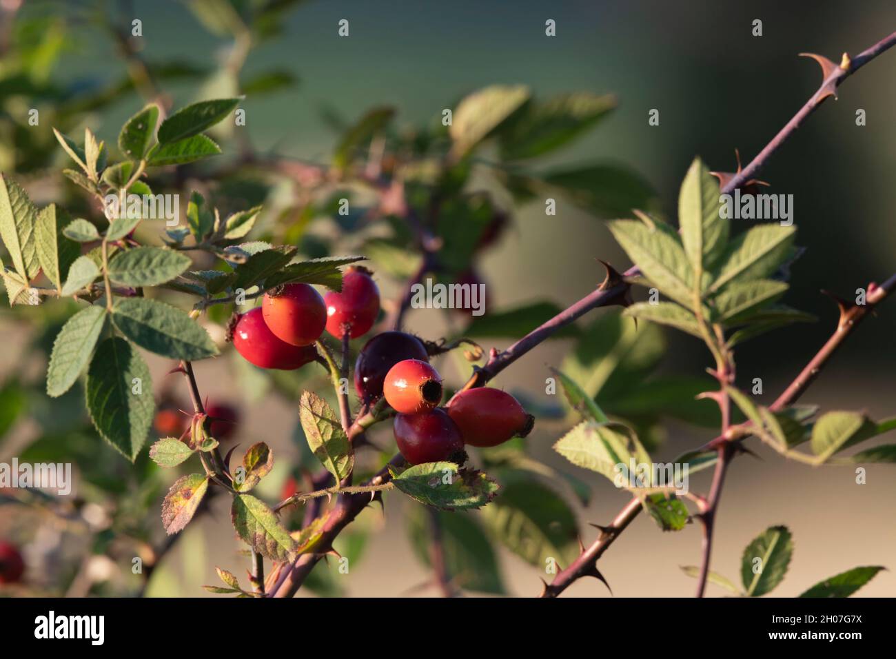 Die rote Frucht und die gebogenen Dornen der Hunderose (Rosa Canina), bekannt als Hagebutten oder Hagebutten, wurden im Herbst in einer Hecke gefunden Stockfoto