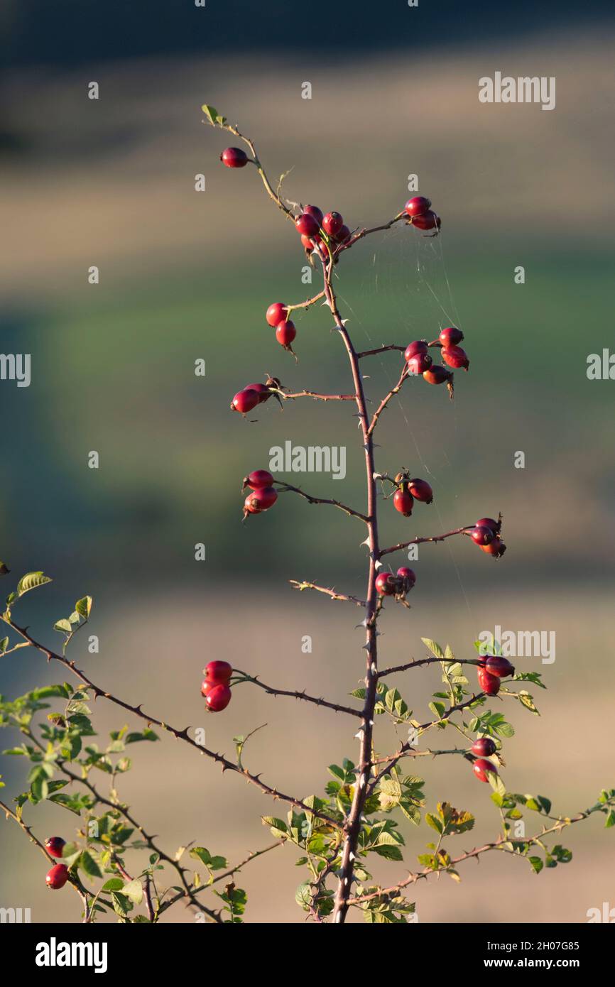 Hagebutten, oder HEPS, auf dem dornigen Stamm einer Hunderose (Rosa Canina), gesehen in einer Hecke am späten Nachmittag Sonnenschein im Herbst Stockfoto