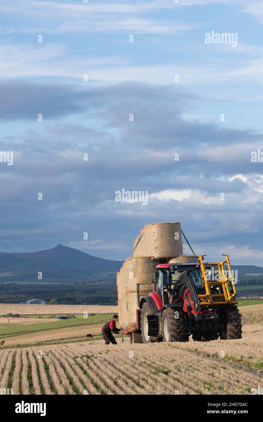 Ein Landwirt bereitet einen Anhänger vor, der mit runden Strohballen beladen ist, um sie für den Transport in Sichtweite von Bennachie in der Landschaft von Aberdeenshire zu nutzen Stockfoto
