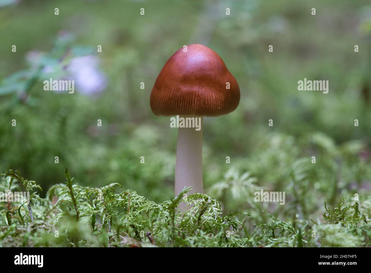 Ein Amanita-Fulva-Pilz, auch bekannt als die tawny Grisette Stockfoto