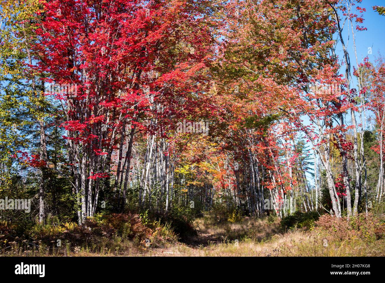 Der Herbst verlässt im Oktober eine alte Woods Road Stockfoto